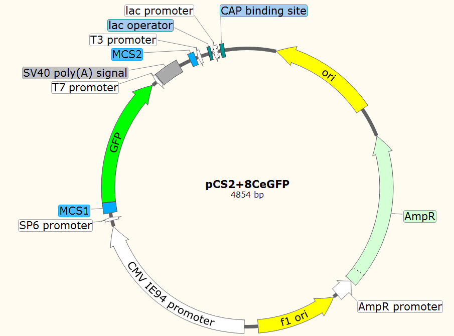 pCS2+8CeGFP载体图谱